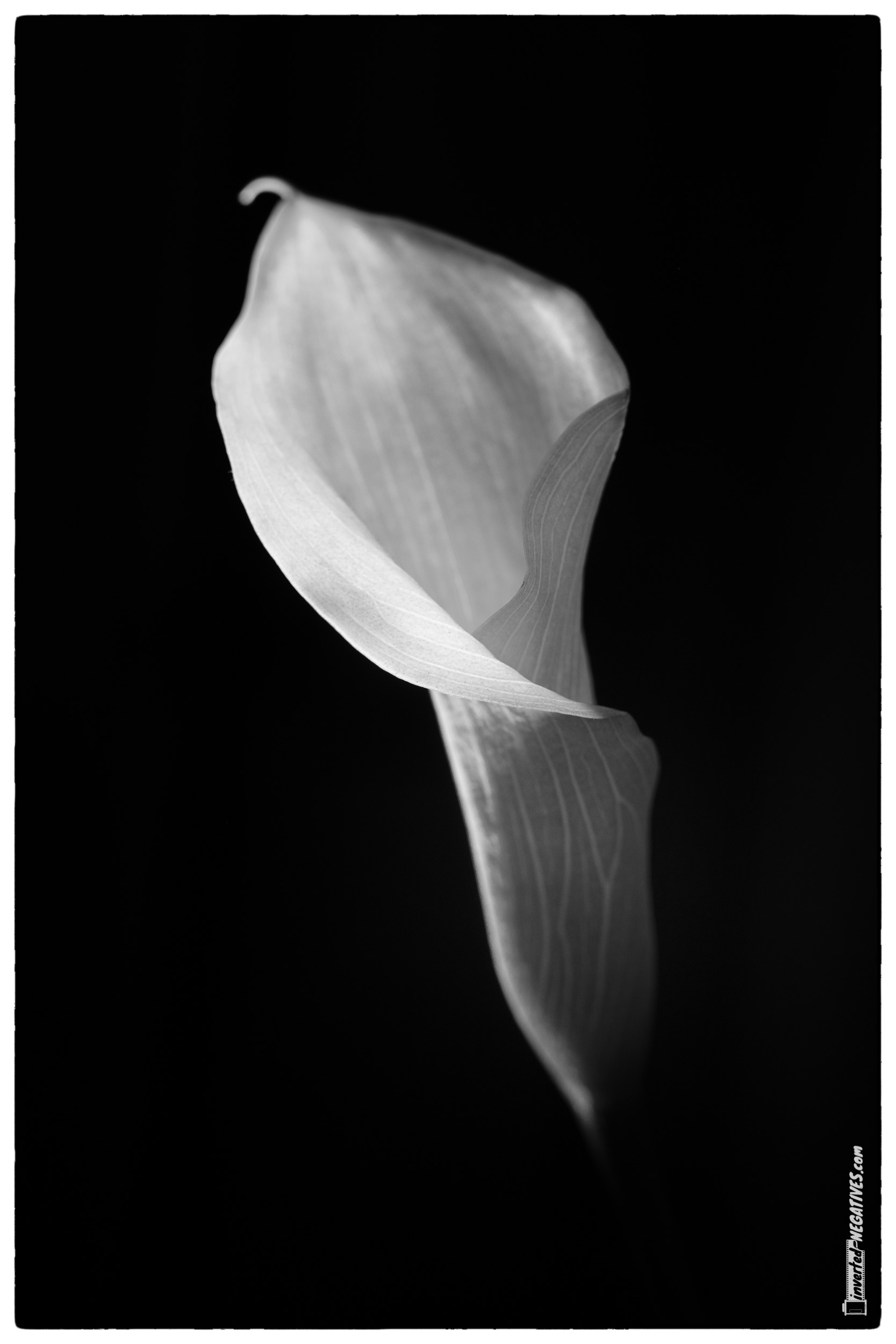 Calla