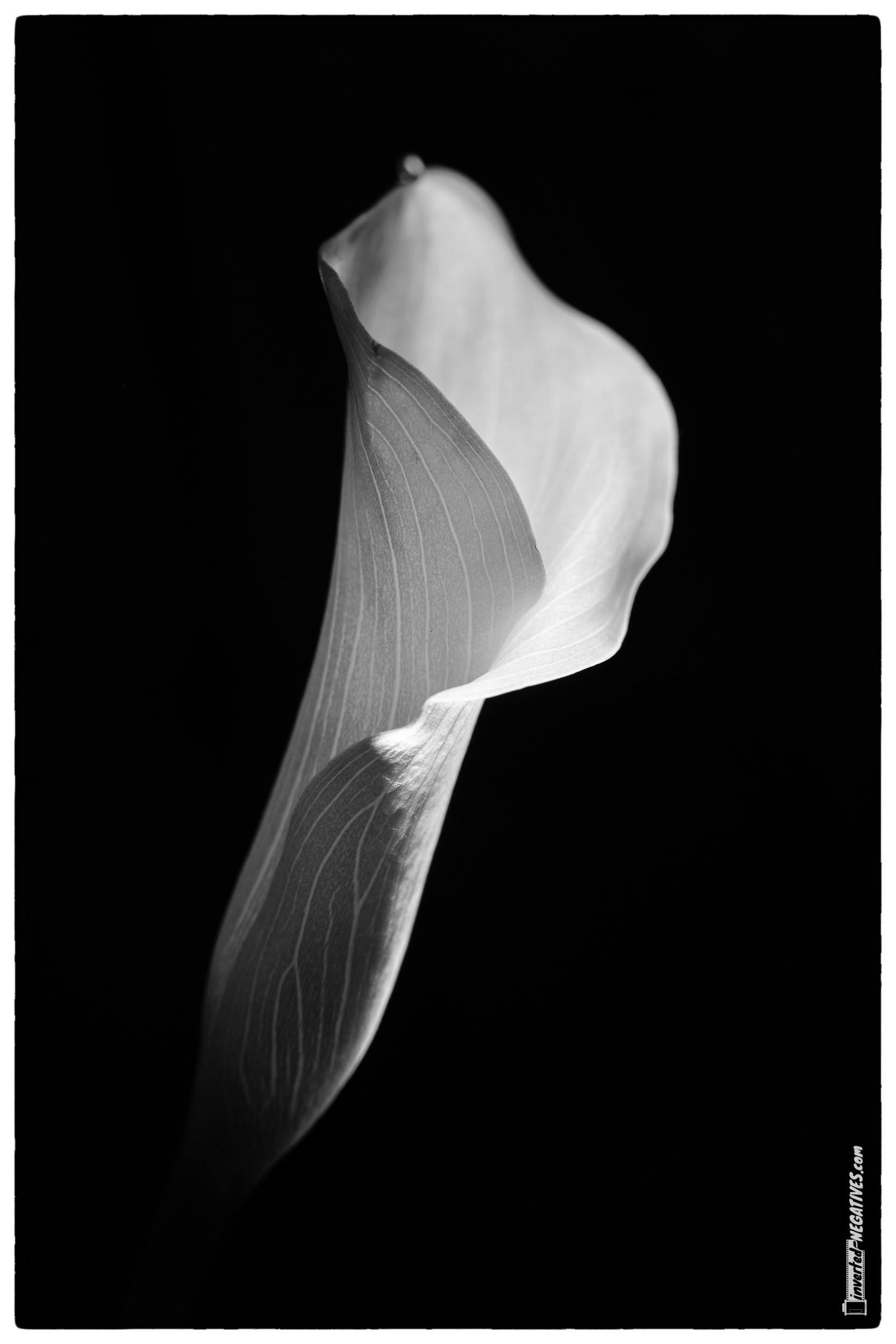 Calla